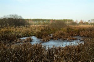Экотропа в пойму Десны в Межречьи